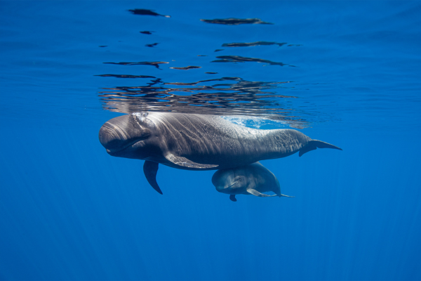 Tenerife