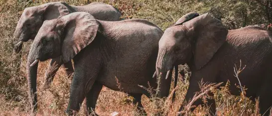 Zuid-Afrika
