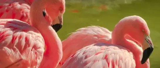 Offerte aanvragen Flamingo